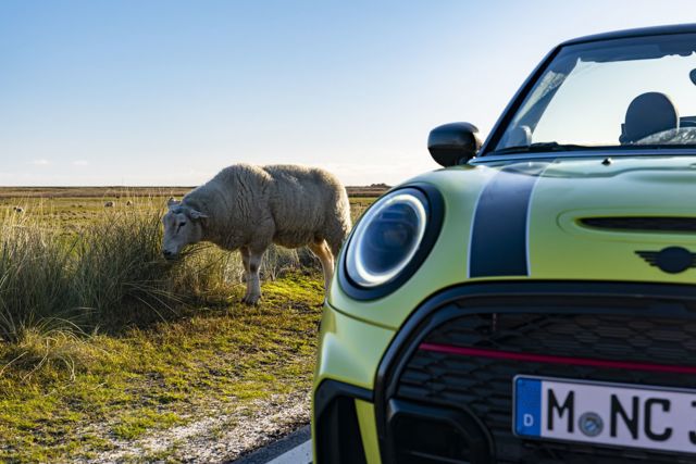 Mini Convertible photo 100